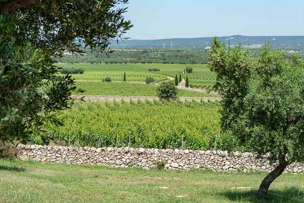 Wijnen uit Puglia